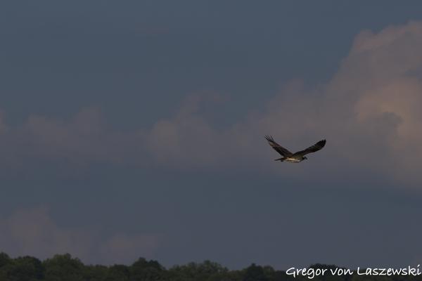  July 11, 2025 7:36 PM, Canon EOS R7, RF100-500mm F4.5-7.1 L IS USM, 238mm, f/8.0, 1/3200s, ISO 320, Gregor von Laszewski