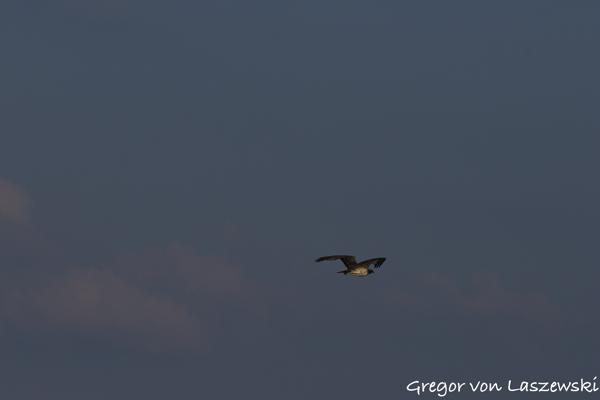  July 11, 2025 7:36 PM, Canon EOS R7, RF100-500mm F4.5-7.1 L IS USM, 238mm, f/8.0, 1/3200s, ISO 320, Gregor von Laszewski