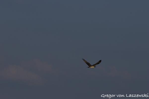  July 11, 2025 7:36 PM, Canon EOS R7, RF100-500mm F4.5-7.1 L IS USM, 238mm, f/8.0, 1/3200s, ISO 320, Gregor von Laszewski