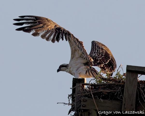  July 11, 2025 7:44 PM, Canon EOS R7, RF100-500mm F4.5-7.1 L IS USM, 428mm, f/8.0, 1/3200s, ISO 800, Gregor von Laszewski