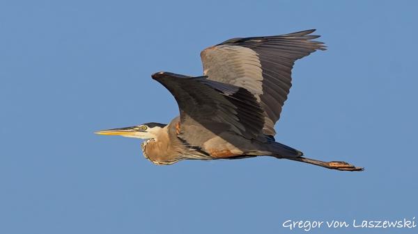  July 11, 2025 7:47 PM, Canon EOS R7, RF100-500mm F4.5-7.1 L IS USM, 363mm, f/8.0, 1/3200s, ISO 800, Gregor von Laszewski