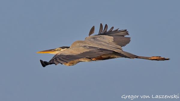  July 11, 2025 7:47 PM, Canon EOS R7, RF100-500mm F4.5-7.1 L IS USM, 451mm, f/8.0, 1/3200s, ISO 1000, Gregor von Laszewski