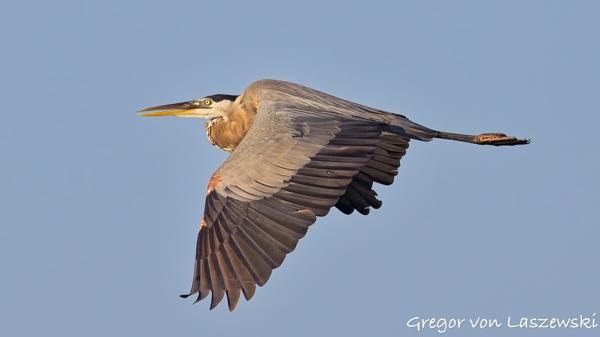  July 11, 2025 7:47 PM, Canon EOS R7, RF100-500mm F4.5-7.1 L IS USM, 500mm, f/8.0, 1/3200s, ISO 800, Gregor von Laszewski