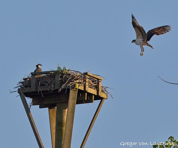  July 11, 2025 7:53 PM, Canon EOS R7, RF100-500mm F4.5-7.1 L IS USM, 254mm, f/8.0, 1/3200s, ISO 1000, Gregor von Laszewski