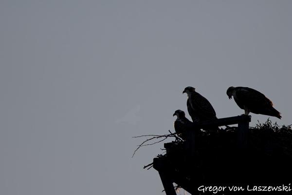  July 11, 2025 8:15 PM, Canon EOS R7, RF100-500mm F4.5-7.1 L IS USM, 500mm, f/7.1, 1/3200s, ISO 200, Gregor von Laszewski