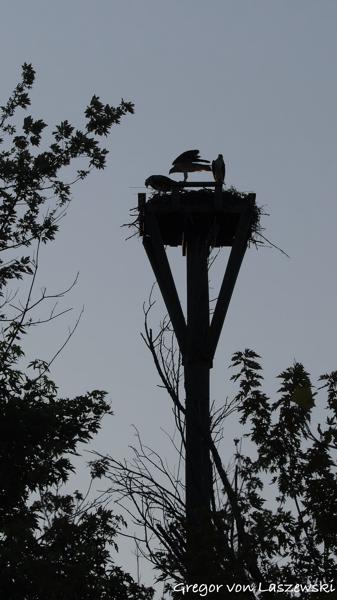 July 11, 2025 8:30 PM, Canon EOS R7, RF100-500mm F4.5-7.1 L IS USM, 100mm, f/7.1, 1/3200s, ISO 400, Gregor von Laszewski