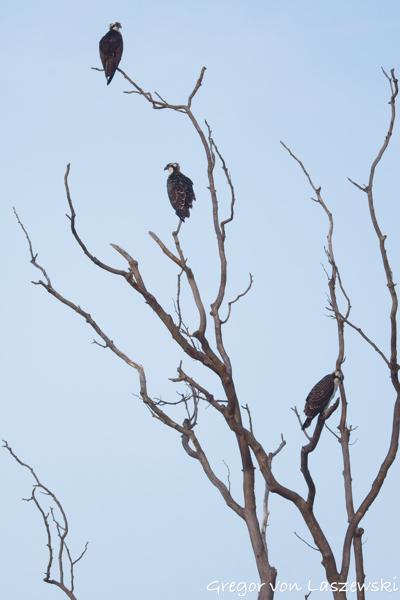  July 13, 2025 8:04 AM, Canon EOS R7, RF200-800mm F6.3-9 IS USM, 338mm, f/7.1, 1/3200s, ISO 500, Gregor von Laszewski