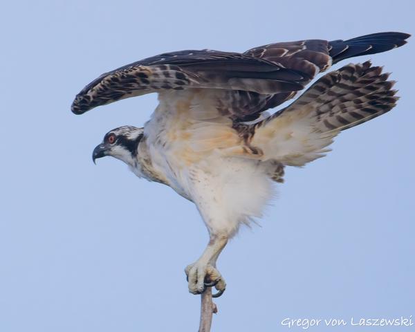  July 13, 2025 8:07 AM, Canon EOS R7, RF200-800mm F6.3-9 IS USM, 800mm, f/9.0, 1/3200s, ISO 2500, Gregor von Laszewski
