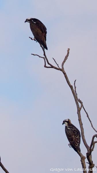  July 13, 2025 8:18 AM, Canon EOS R7, RF200-800mm F6.3-9 IS USM + EXTENDER RF2x, 400mm, f/13.0, 1/3200s, ISO 1600, Gregor von Laszewski