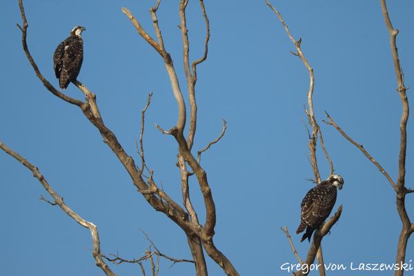  July 13, 2025 8:36 AM, Canon EOS R7, RF200-800mm F6.3-9 IS USM, 311mm, f/7.1, 1/3200s, ISO 500, Gregor von Laszewski