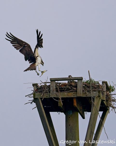  July 13, 2025 8:41 AM, Canon EOS R7, RF200-800mm F6.3-9 IS USM, 324mm, f/7.1, 1/3200s, ISO 320, Gregor von Laszewski