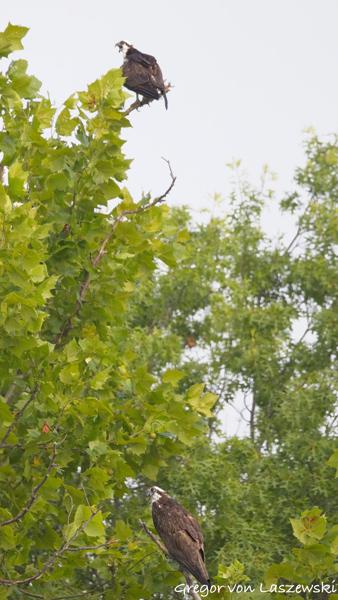  July 13, 2025 8:45 AM, Canon EOS R7, RF200-800mm F6.3-9 IS USM, 539mm, f/8.0, 1/3200s, ISO 3200, Gregor von Laszewski