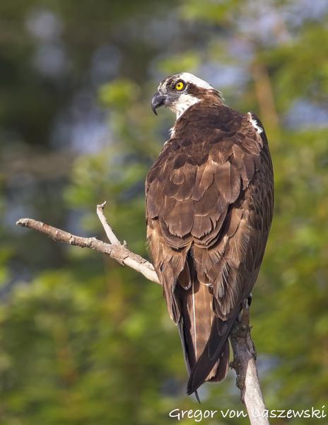  July 13, 2025 8:54 AM, Canon EOS R7, RF200-800mm F6.3-9 IS USM, 800mm, f/9.0, 1/3200s, ISO 2000, Gregor von Laszewski