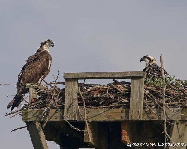  July 13, 2025 9:12 AM, Canon EOS R7, RF200-800mm F6.3-9 IS USM, 800mm, f/10.0, 1/1000s, ISO 200, Gregor von Laszewski