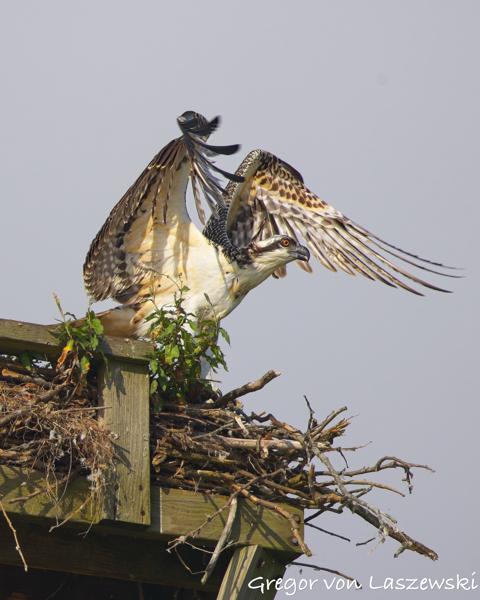  July 13, 2025 9:23 AM, Canon EOS R7, RF200-800mm F6.3-9 IS USM, 800mm, f/10.0, 1/1000s, ISO 320, Gregor von Laszewski