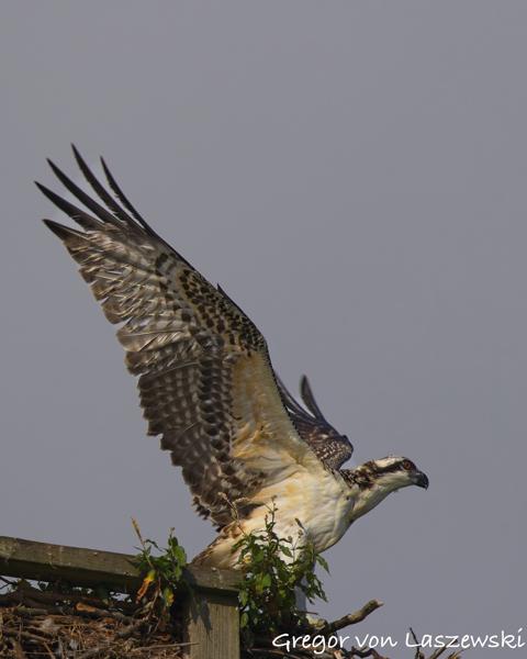  July 13, 2025 9:23 AM, Canon EOS R7, RF200-800mm F6.3-9 IS USM, 800mm, f/11.0, 1/1000s, ISO 200, Gregor von Laszewski