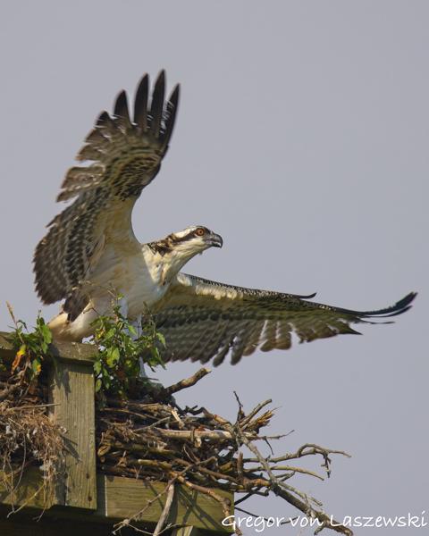  July 13, 2025 9:23 AM, Canon EOS R7, RF200-800mm F6.3-9 IS USM, 800mm, f/10.0, 1/1000s, ISO 250, Gregor von Laszewski