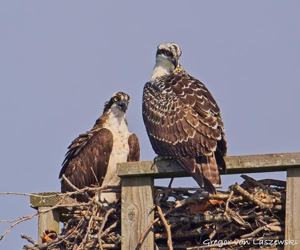  July 13, 2025 10:05 AM, Canon EOS R7, RF200-800mm F6.3-9 IS USM, 800mm, f/9.0, 1/3200s, ISO 500, Gregor von Laszewski