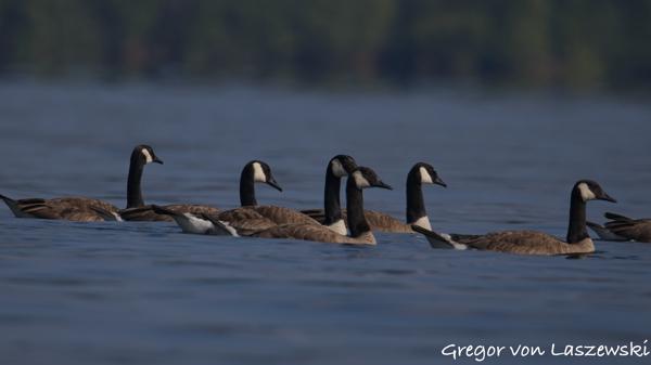  July 13, 2025 10:07 AM, Canon EOS R7, RF200-800mm F6.3-9 IS USM, 800mm, f/9.0, 1/3200s, ISO 500, Gregor von Laszewski