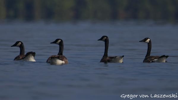  July 13, 2025 10:08 AM, Canon EOS R7, RF200-800mm F6.3-9 IS USM, 800mm, f/9.0, 1/3200s, ISO 500, Gregor von Laszewski