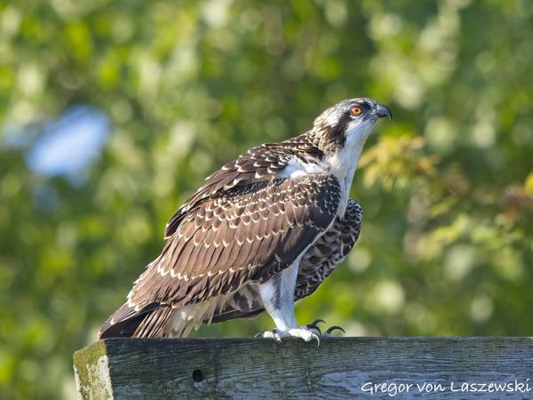  July 3, 2025 8:59 AM, Canon EOS R7, RF100-500mm F4.5-7.1 L IS USM, 500mm, f/7.1, 1/1000s, ISO 1600, Gregor von Laszewski