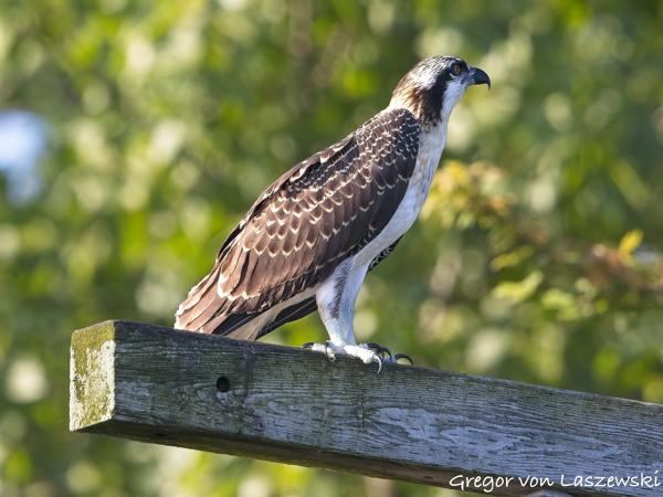  July 3, 2025 9:00 AM, Canon EOS R7, RF100-500mm F4.5-7.1 L IS USM, 500mm, f/7.1, 1/1000s, ISO 1000, Gregor von Laszewski