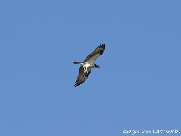  July 3, 2025 9:11 AM, Canon EOS R7, RF100-500mm F4.5-7.1 L IS USM, 238mm, f/7.1, 1/1000s, ISO 200, Gregor von Laszewski