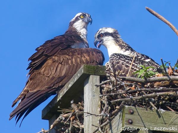  July 3, 2025 9:35 AM, Canon EOS R7, RF100-500mm F4.5-7.1 L IS USM + EXTENDER RF2x, 1000mm, f/14.0, 1/1600s, ISO 1600, Gregor von Laszewski