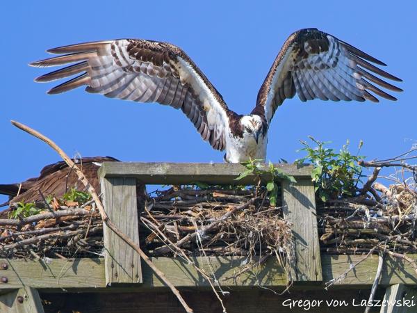  July 3, 2025 9:39 AM, Canon EOS R7, RF100-500mm F4.5-7.1 L IS USM, 500mm, f/7.1, 1/3200s, ISO 1000, Gregor von Laszewski