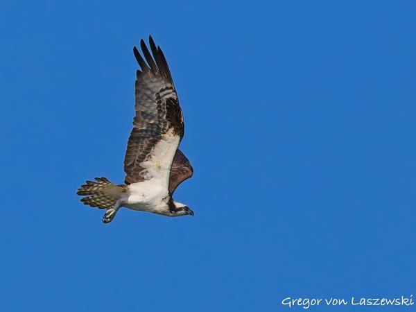  July 3, 2025 9:40 AM, Canon EOS R7, RF100-500mm F4.5-7.1 L IS USM, 300mm, f/7.1, 1/3200s, ISO 500, Gregor von Laszewski
