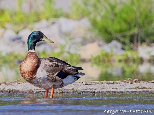  July 3, 2025 10:06 AM, Canon EOS R7, RF100-500mm F4.5-7.1 L IS USM, 500mm, f/7.1, 1/3200s, ISO 1600, Gregor von Laszewski