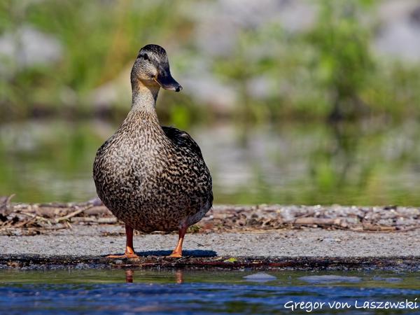  July 3, 2025 10:07 AM, Canon EOS R7, RF100-500mm F4.5-7.1 L IS USM, 500mm, f/7.1, 1/3200s, ISO 800, Gregor von Laszewski