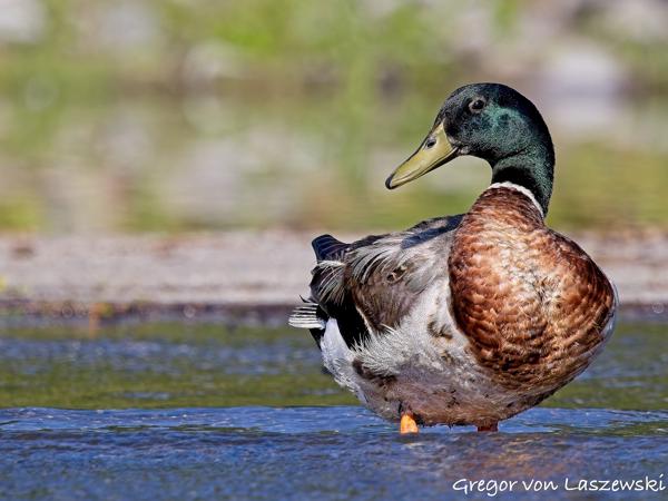  July 3, 2025 10:08 AM, Canon EOS R7, RF100-500mm F4.5-7.1 L IS USM, 500mm, f/7.1, 1/3200s, ISO 640, Gregor von Laszewski