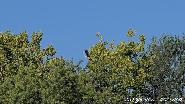  July 10, 2025 9:16 AM, Canon EOS R7, RF100-500mm F4.5-7.1 L IS USM, 128mm, f/8.0, 1/640s, ISO 200, Gregor von Laszewski