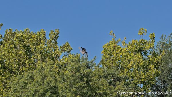  July 10, 2025 9:16 AM, Canon EOS R7, RF100-500mm F4.5-7.1 L IS USM, 128mm, f/8.0, 1/640s, ISO 200, Gregor von Laszewski