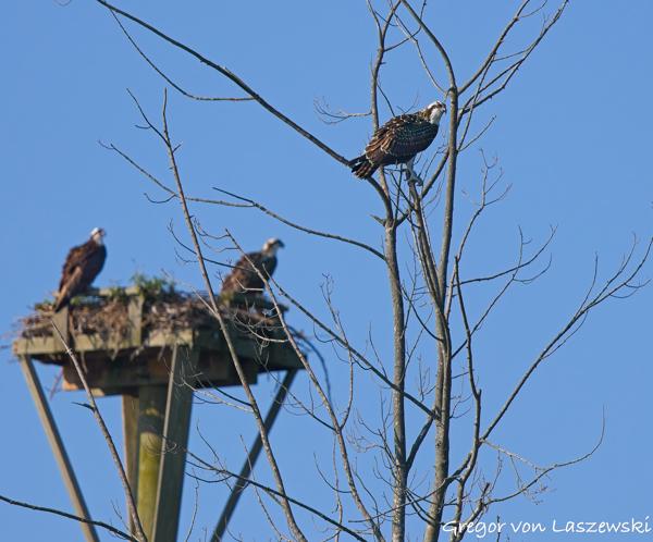  July 10, 2025 9:33 AM, Canon EOS R7, RF100-500mm F4.5-7.1 L IS USM, 500mm, f/8.0, 1/1250s, ISO 250, Gregor von Laszewski