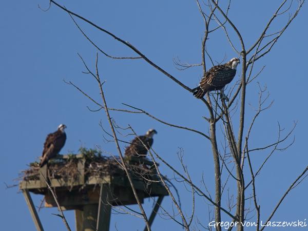  July 10, 2025 9:33 AM, Canon EOS R7, RF100-500mm F4.5-7.1 L IS USM, 500mm, f/8.0, 1/1250s, ISO 250, Gregor von Laszewski