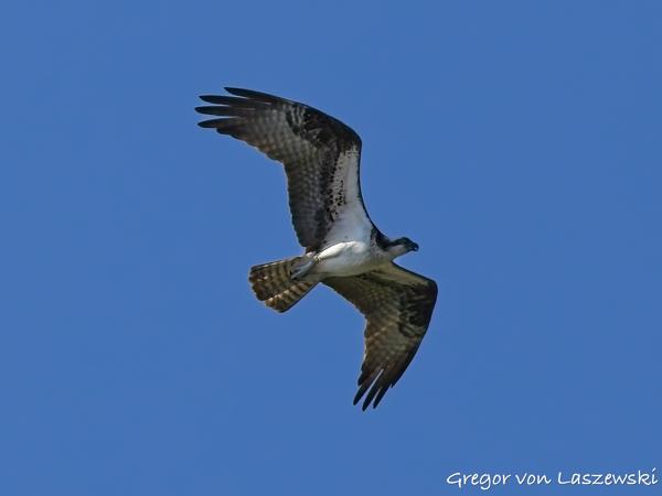  July 10, 2025 9:52 AM, Canon EOS R7, RF100-500mm F4.5-7.1 L IS USM, 167mm, f/8.0, 1/3200s, ISO 800, Gregor von Laszewski