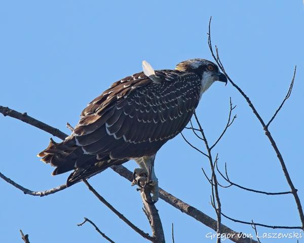  July 10, 2025 9:55 AM, Canon EOS R7, RF100-500mm F4.5-7.1 L IS USM, 500mm, f/8.0, 1/3200s, ISO 500, Gregor von Laszewski