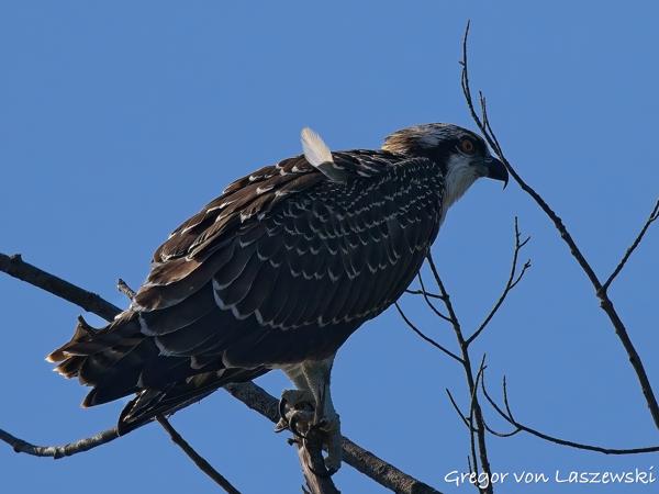  July 10, 2025 9:55 AM, Canon EOS R7, RF100-500mm F4.5-7.1 L IS USM, 500mm, f/8.0, 1/3200s, ISO 500, Gregor von Laszewski