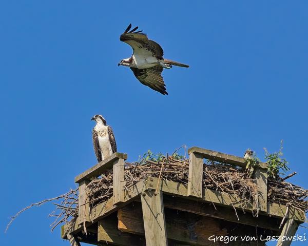  July 10, 2025 10:00 AM, Canon EOS R7, RF100-500mm F4.5-7.1 L IS USM, 200mm, f/8.0, 1/3200s, ISO 1000, Gregor von Laszewski