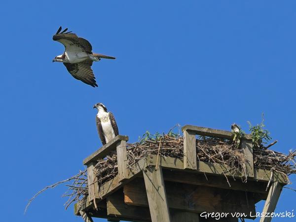  July 10, 2025 10:00 AM, Canon EOS R7, RF100-500mm F4.5-7.1 L IS USM, 200mm, f/8.0, 1/3200s, ISO 1000, Gregor von Laszewski