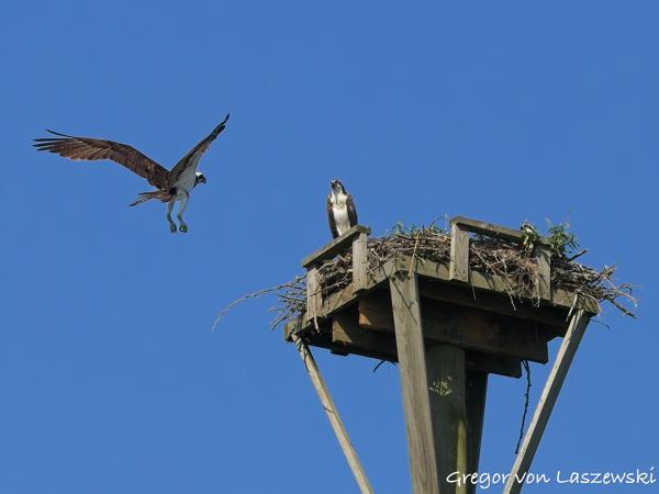  July 10, 2025 10:00 AM, Canon EOS R7, RF100-500mm F4.5-7.1 L IS USM, 135mm, f/8.0, 1/3200s, ISO 800, Gregor von Laszewski