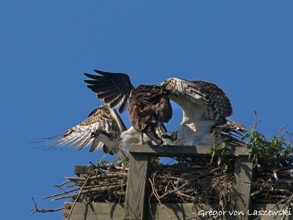  July 10, 2025 10:09 AM, Canon EOS R7, RF100-500mm F4.5-7.1 L IS USM, 500mm, f/10.0, 1/3200s, ISO 1000, Gregor von Laszewski