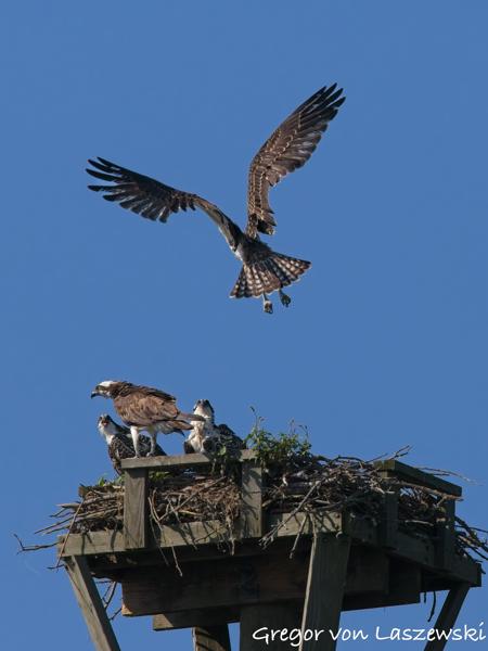  July 10, 2025 10:16 AM, Canon EOS R7, RF100-500mm F4.5-7.1 L IS USM, 500mm, f/10.0, 1/3200s, ISO 1000, Gregor von Laszewski