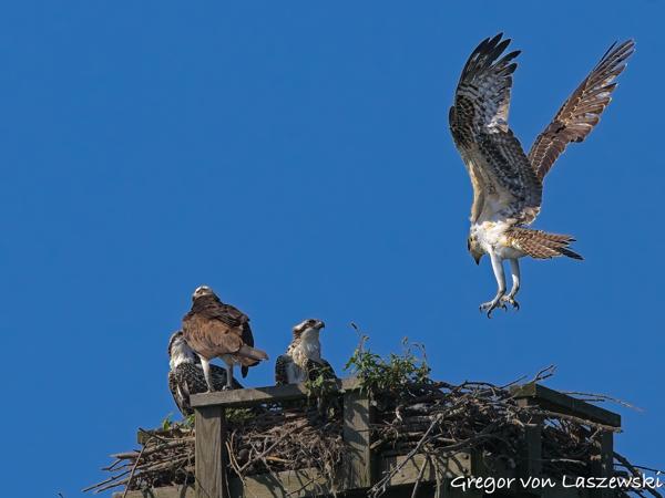  July 10, 2025 10:16 AM, Canon EOS R7, RF100-500mm F4.5-7.1 L IS USM, 500mm, f/10.0, 1/3200s, ISO 1250, Gregor von Laszewski