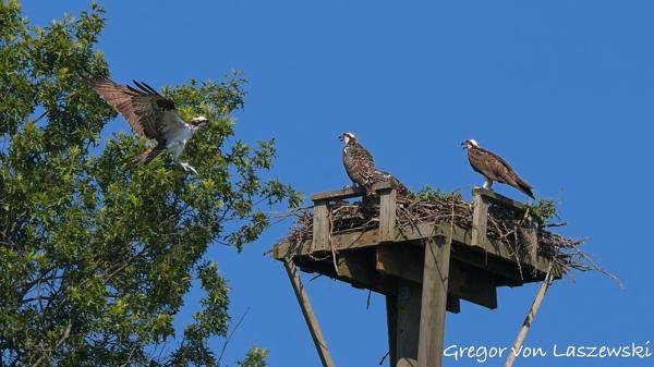  July 10, 2025 10:28 AM, Canon EOS R7, RF100-500mm F4.5-7.1 L IS USM, 254mm, f/10.0, 1/3200s, ISO 1000, Gregor von Laszewski