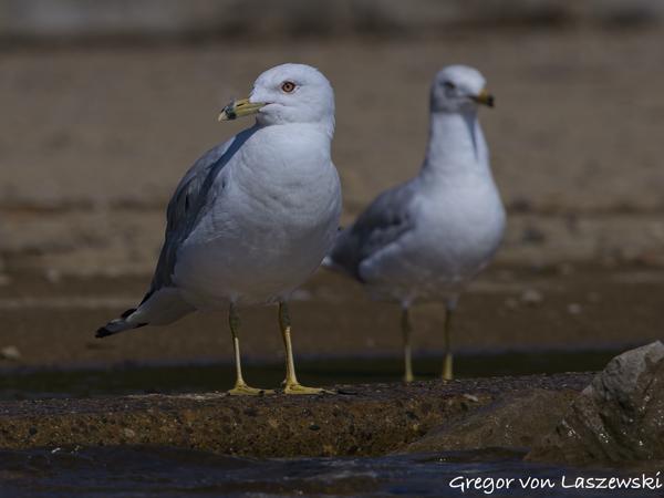  July 10, 2025 11:08 AM, Canon EOS R7, RF100-500mm F4.5-7.1 L IS USM, 500mm, f/10.0, 1/800s, ISO 100, Gregor von Laszewski