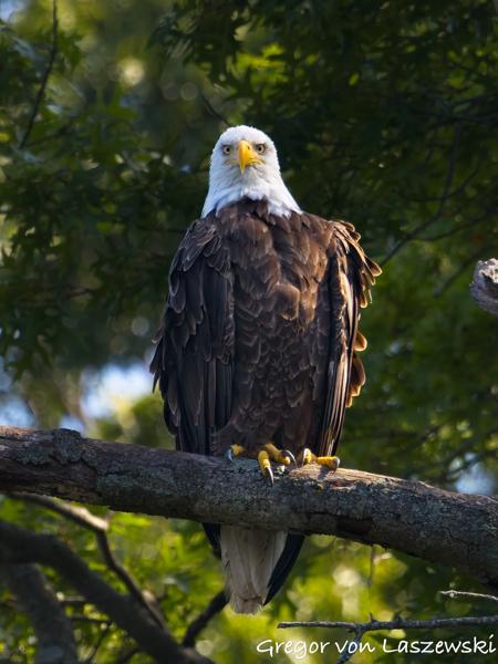 July 11, 2025 10:55 AM, Canon EOS R7, RF100-500mm F4.5-7.1 L IS USM + EXTENDER RF2x, 600mm, f/11.0, 1/1250s, ISO 5000, Gregor von Laszewski