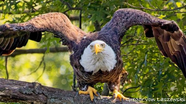  July 11, 2025 10:57 AM, Canon EOS R7, RF100-500mm F4.5-7.1 L IS USM + EXTENDER RF2x, 600mm, f/11.0, 1/1250s, ISO 6400, Gregor von Laszewski